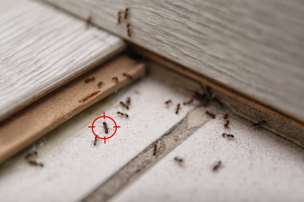 Best Insect Control  in Hagerstown, IN
